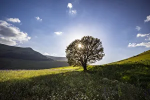 Backlit Prints: Italy, Castelluccio, Piano Grande. Backlit tree at sunset