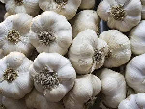 Images Dated 3rd January 2021: Italy, Florence. Garlic bulbs in the Central Market, Mercato Centrale in Florence