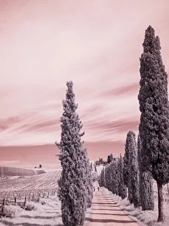 Infrared Prints: Italy. Infrared of cypress entrance
