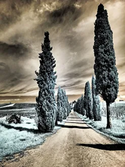 Infrared Prints: Italy. Infrared of cypress entrance