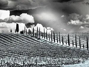 Infrared Prints: Italy. Infrared of field road and vineyards in Chianti region
