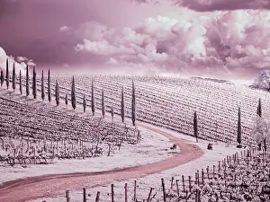 Infrared Prints: Italy. Infrared of field road and vineyards in Chianti region