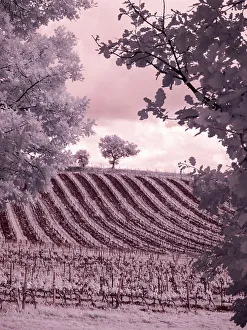 Infrared Prints: Italy. Infrared of vineyards in Chianti region