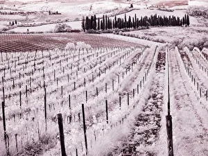 Infrared Prints: Italy. Infrared of vineyards of Chianti Region