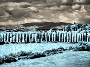 Infrared Prints: Italy. Infrared of vineyards and Wheat field in southern Tuscany