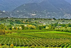 Images Dated 21st September 2010: Italy, Lake Garda. The shores of Lake Garda are home to a thriving wine region