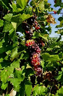 Cluster Prints: Italy, Lake Garda. The shores of Lake Garda are home to a thriving wine region