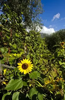 Sun Flower Prints: Italy, Lake Garda. Sunflowers and vineyards thrive near the shores of Lake Garda