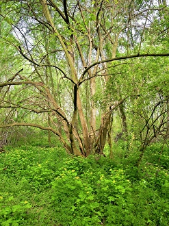 Images Dated 17th July 2024: Italy, Lombardy, Mantua. Forest and yellow blooming flowers