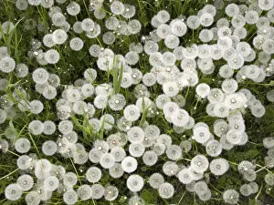 Dandelion Prints: Italy, Mantova / Mantua: spring time: Common Dandelion, ripe fruits