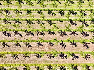 Plantation Prints: Italy, Mantua, poplar tree plantation, poplar trees are used to produce pulp for paper