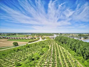 Images Dated 28th July 2020: Italy, Mantua, poplar tree plantation, poplar trees are used to produce pulp for paper