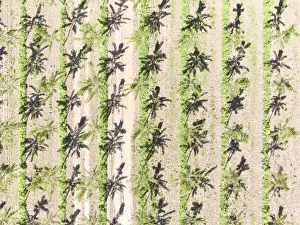 Images Dated 28th July 2020: Italy, Mantua, poplar tree plantation, poplar trees are used to produce pulp for paper