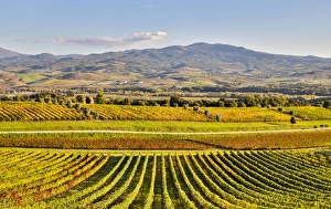 Italy, Montalcino, Rows of Vines, Castello Banfi
