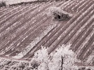 Prints of Italy, Monticiano. Infrared image of field building in the vineyard Images Dated 2019 December: Italy, Monticiano. Infrared image of field building in the vineyard