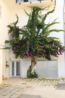 Apulia Prints: Italy, Ostuni. Old town, Bougainvillea along narrow alleyways. The White City