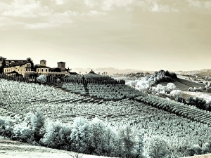 Infrared Prints: Italy, Pedemonte, Langhe, Barolo. Vineyards. (Editorial Use Only)