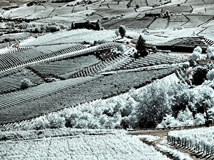 Infrared Prints: Italy, Pedemonte, Langhe, Barolo. Vineyards