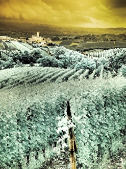 Infrared Prints: Italy, Pedemonte, Langhe, Perno. Infrared of vineyards