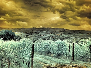 Infrared Prints: Italy, Pedemonte, Langhe, Perno. Infrared of vineyards