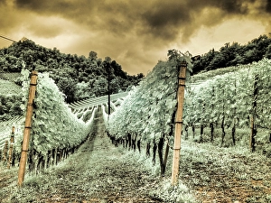 Infrared Prints: Italy, Pedemonte, Langhe, Perno. Infrared of vineyards