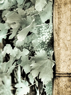 Infrared Prints: Italy, Pedemonte, Langhe, Perno. Infrared of vineyards