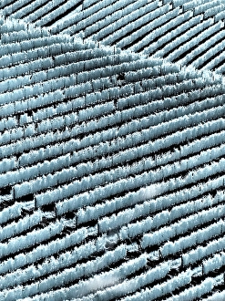 Infrared Prints: Italy, Pedemonte, Langhe. Vineyards in the Barolo area
