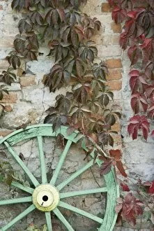 Images Dated 22nd October 2006: Italy, Piedmont (Piemonte), La Morra, green wooden wheel against vine-covered exterior