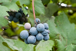 Images Dated 22nd October 2006: Italy, Piedmont (Piemonte), La Morra, grapes on the vine