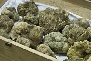 Images Dated 21st October 2006: Italy, Piedmont (Piemonte), Langhe, Alba, Annual White Truffle Fair, white truffles