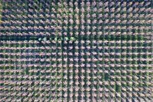 Several Prints: Italy, poplar trees plantation for paper pulp production