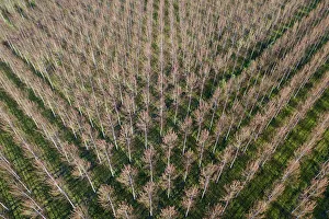 Images Dated 29th July 2022: Italy, poplar trees plantation for paper pulp production