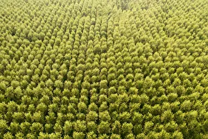 Images Dated 29th July 2022: Italy, poplar trees plantation for paper pulp production