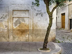 Fishing Village Prints: Italy, Puglia, Brindisi, Itria Valley, Ostuni. Tree growing on a sidewalk corner