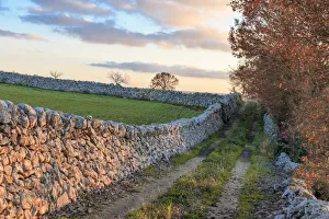 Images Dated 26th November 2016: Italy, Puglia. Small road and tree against blue sky, near a stone wall