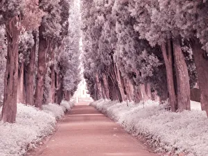 Tivoli Prints: Italy, Puglia, Tivoli. Tree lined road, Villa Adriana