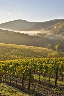 Grow Prints: Italy, Radda in Chianti, Tuscany, Foggy Morning, Villa Campomaggio