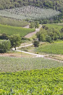 Cultivation Prints: Italy, Radda. Colle Bereto Winery vineyards and olive groves