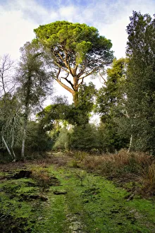 Italy, Riserva Naturale di Massaciuccoli San Rossore, protected coastal forest in Tuscany. Winter views. Maritime pine