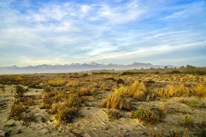 Images Dated 29th July 2022: Italy, Riserva Naturale di Massaciuccoli San Rossore