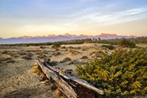 Images Dated 29th July 2022: Italy, Riserva Naturale di Massaciuccoli San Rossore