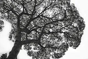 White Background Prints: Italy, Rome, maritime pine seen from below
