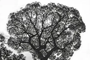 Images Dated 24th June 2021: Italy, Rome, maritime pine seen from below