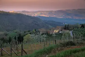 Tuscan Prints: Italy, San Gimignano, Villa and surrounding vineyards at sunset