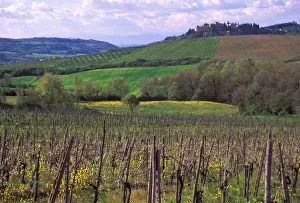 Wine Making Prints: Italy, San Gimignano, Vineyards on the rolling hills of Tuscany