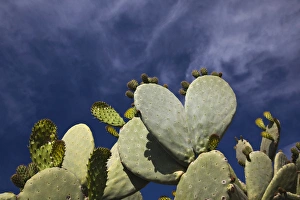 Low Angle View Prints: ITALY, Sardinia, Bosa. Cactus by the Castello Malaspina