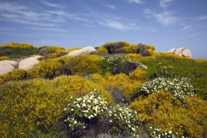 Images Dated 12th May 2009: Italy, Sardinia, Santa Teresa Gallura. Capo Testa landscape
