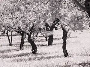 Sicily Prints: Italy, Sicily, Agrigento. Olive grove on the grounds of ancient Agrigento