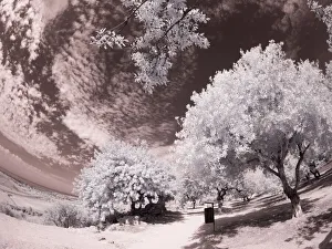 Sicily Prints: Italy, Sicily, Agrigento. Trees on the grounds of ancient Agrigento