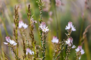 Images Dated 4th February 2020: Italy, Sicily, Messina Province, Caronia. Wild flowers in a field near the medieval town